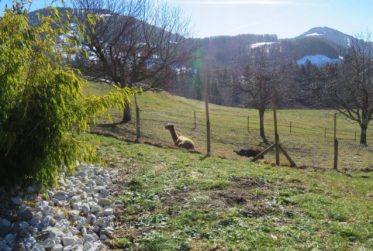 Magnifique ferme rénovée de plus de 370 m2 avec piscine, cadre idyllique !