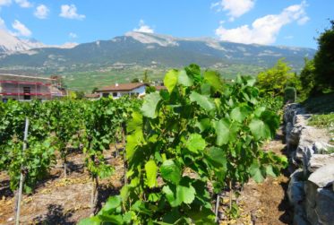 En bordure de zone viticole, magnifique villa neuve !